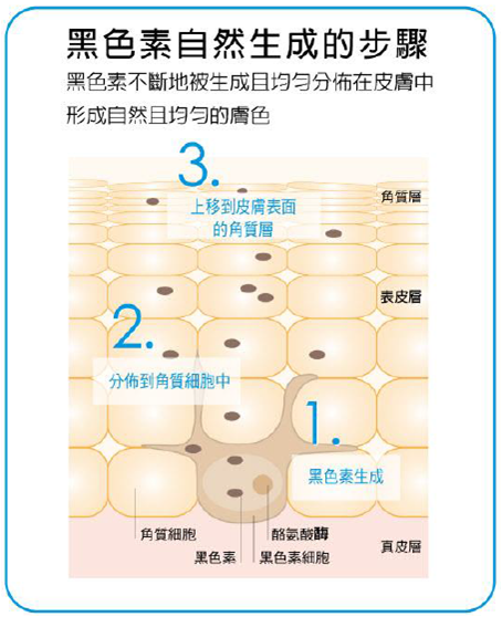 黑色素自然生成的步驟